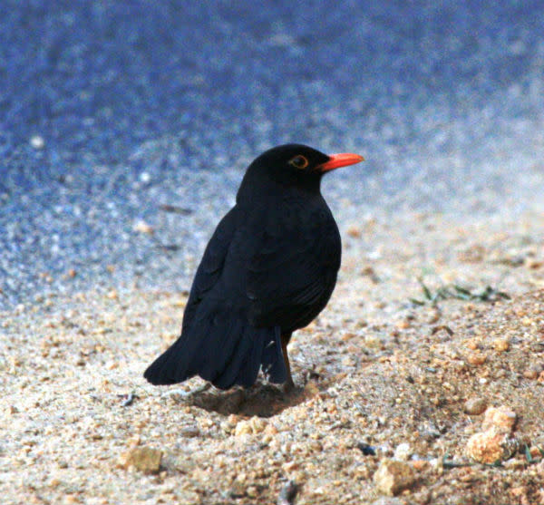 <b>Eurasian Blackbird:</b> This one being widespread in the Western world, features in nursery rhymes, Shakespeare and postage stamps. The male (in photo) is a good vocalist and mimic to boot.