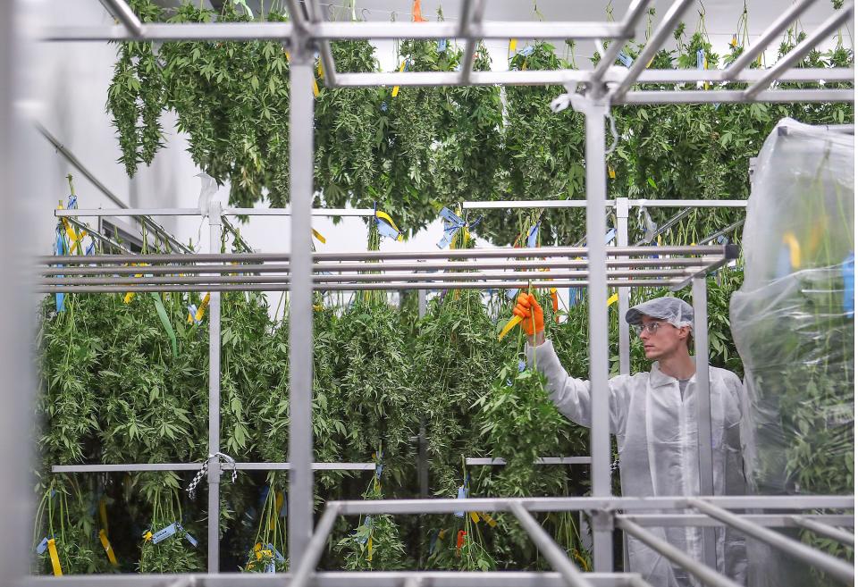 Cannabis plants drying at the Canndescent cultivation facility in Desert Hot Springs.