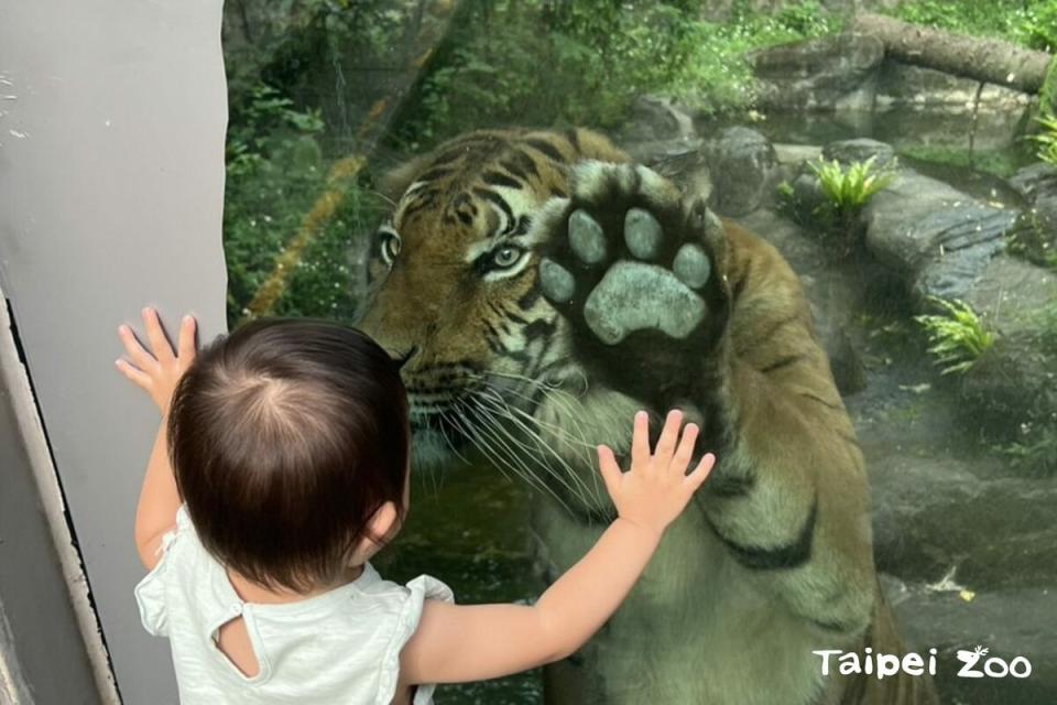 馬來虎「Shima」好奇盯著玻璃外小朋友看。   圖：台北市立動物園／提供