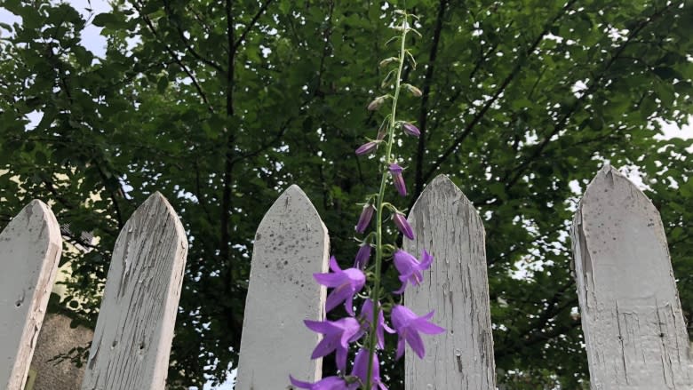 Attention, gardeners: creeping bellflower is a zombie weed