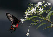 <p>A butterfly collects nectar from a Jasmine flower in Karachi, Pakistan on July 19, 2012. (AP Photo/Shakil Adil) </p>