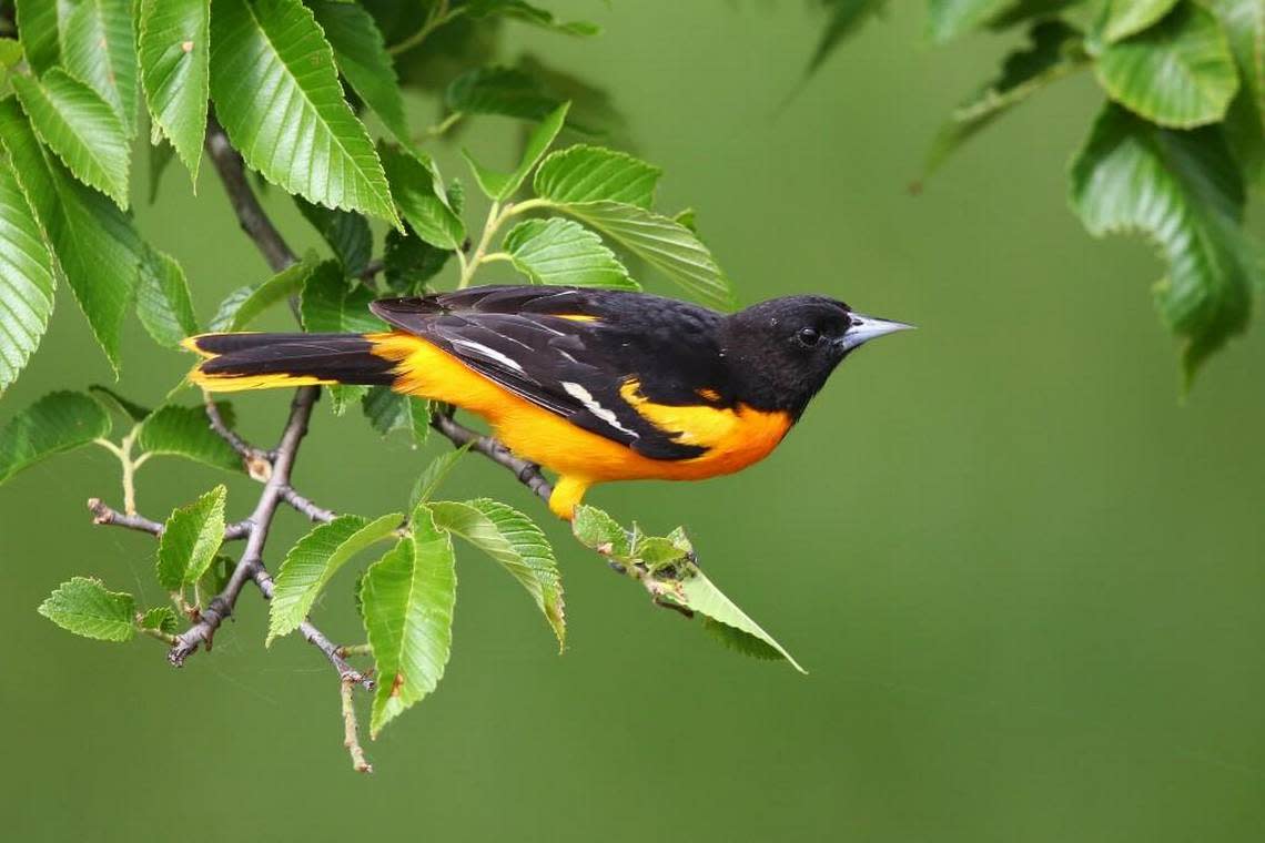 The bright orange on their chests makes Baltimore orioles one of the prettiest, and easily recognized, birds in Kansas.