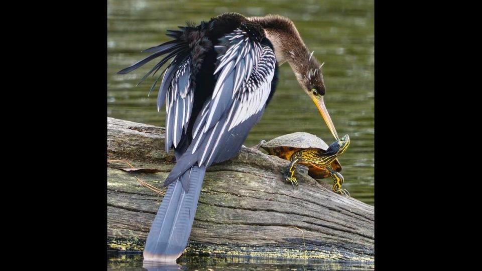 John Keating of Bluffton shared this photo of an anhinga and a turtle. John Keating/Submitted