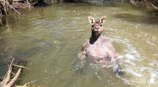 Jackson spotted the roo in the water. Source: Caters / Jackson Vincent