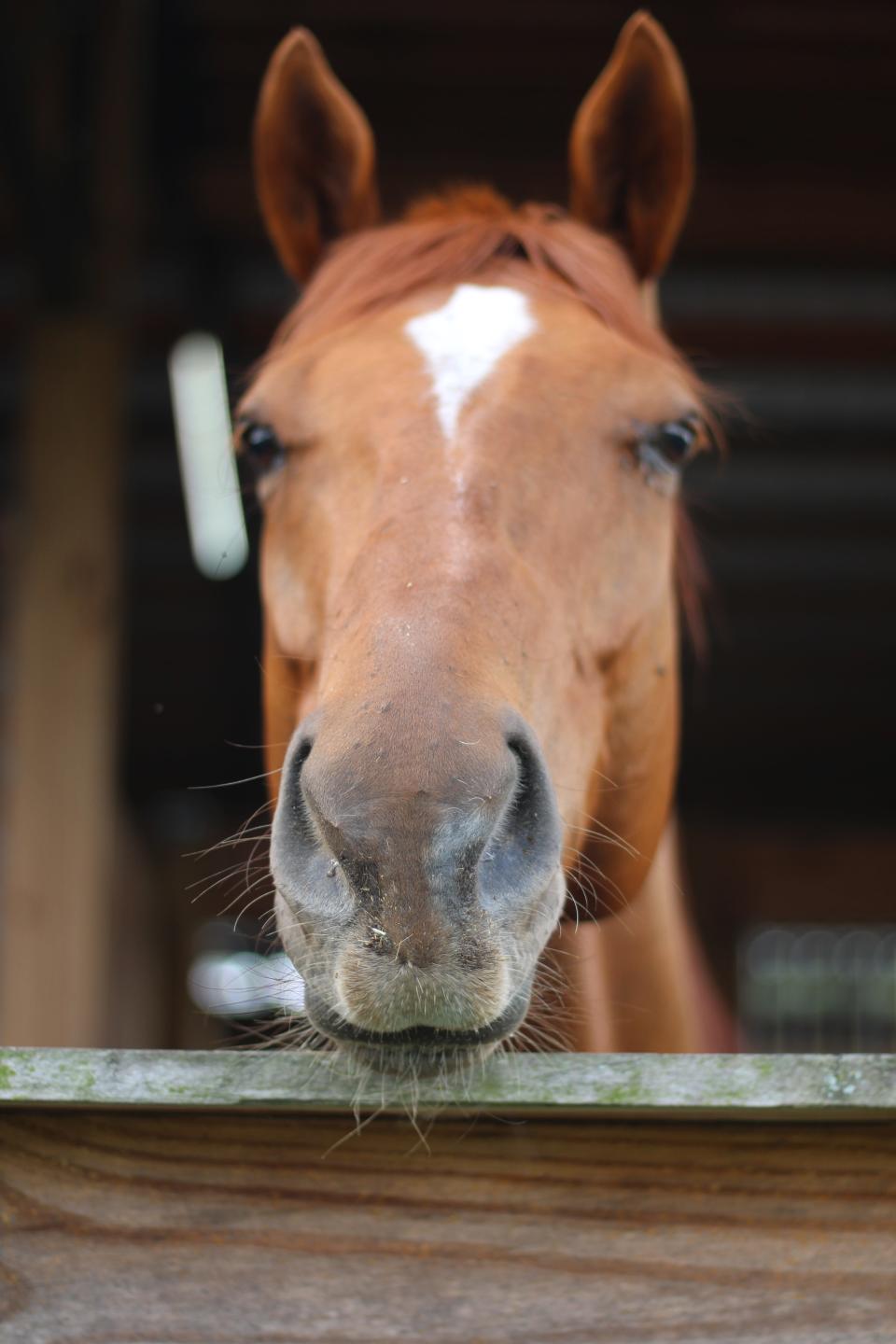 A retired racehorse, Sugar is part of the RVR Thoroughbred Aftercare Alliance. The Plant City rescue accepts injured and discharged horses from the Tampa Bay Downs track and gives them a new life.