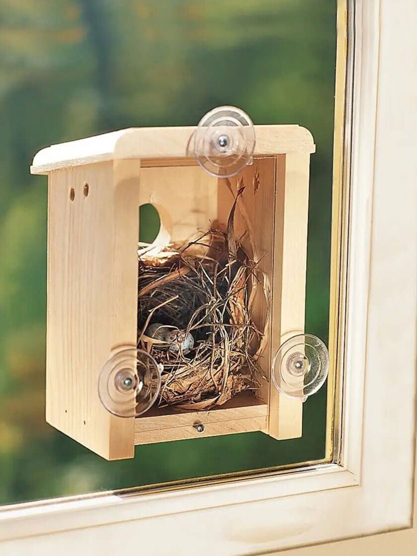 Window Nest Box