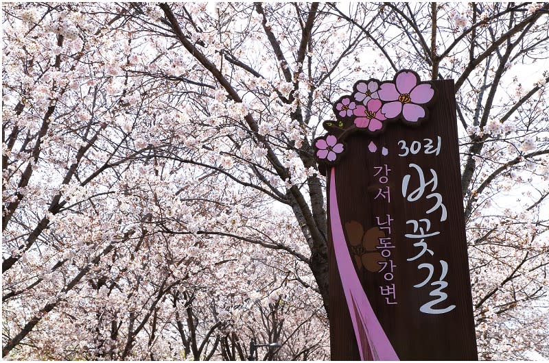 韓國釜山｜大渚生態公園30浬櫻花路、洛東江金黃油菜花
