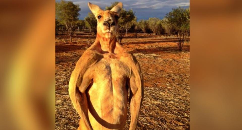 Roger, el conocido como “canguro forzudo”, murió con 12 años (Créditos: Kangaroo Sanctuary)