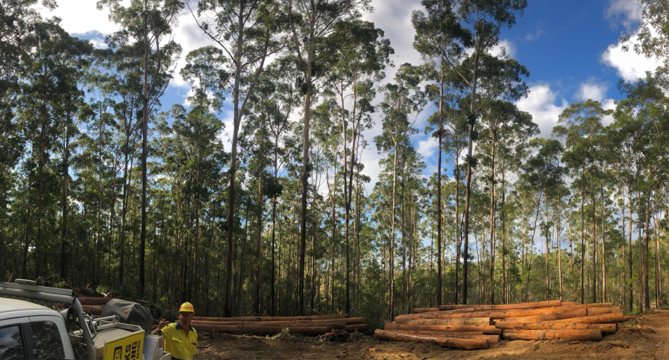 An image showing selective logging.