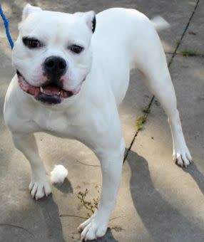 Minnie might not be so mini, but she is a sweetheart! Minnie is a 2-year-old female American bulldog who loves to play! Minnie is looking for a forever home with a family that will love all of her. Minnie is available for adoption from <a href="http://ny.bestfriends.org/" target="_blank">Best Friends Animal Society</a> in New York City. <a href="http://ny.bestfriends.org/get-involved/adopt/pet/9190707" target="_blank">Here's her adoption listing</a>.