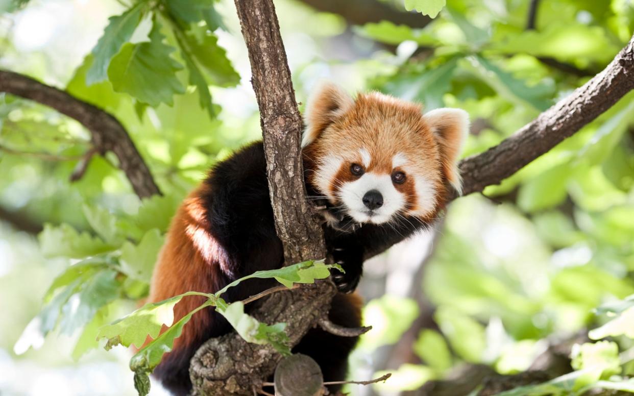 red panda - istock