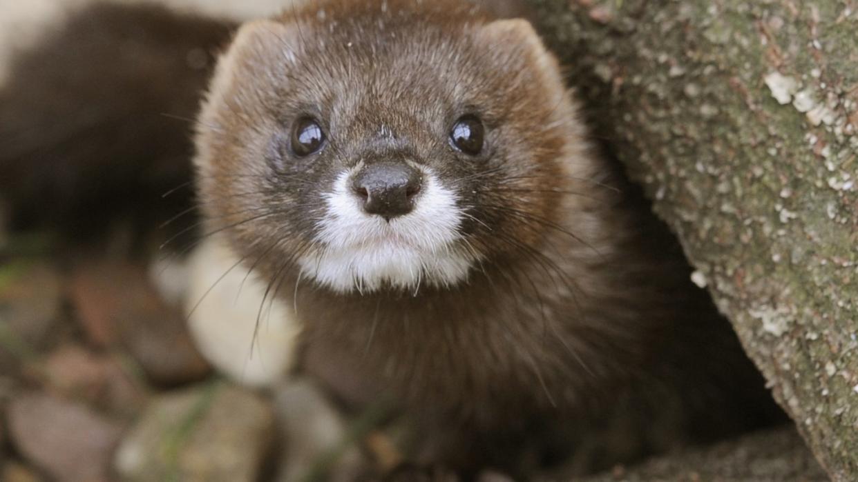 Ein Nerz in einer Wildtierstation.