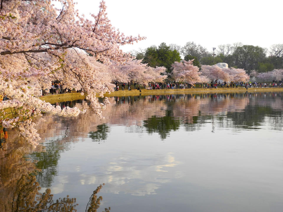 This April 13, 2014, image provided by the National Cherry Blossom Festival shows cherry blossom trees blooming around the Tidal Basin in Washington, DC. (National Cherry Blossom Festival via AP)