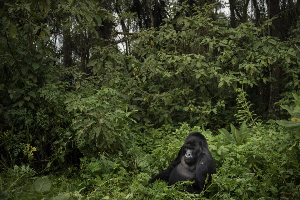 In this Sept. 2, 2019 photo, a silverback mountain gorilla named Segasira sits among plants in the Volcanoes National Park, Rwanda. Instead of disappearing, the number of mountain gorillas _ a subspecies of eastern gorillas _ has risen from 680 a decade ago to just over 1,000 today. (AP Photo/Felipe Dana)