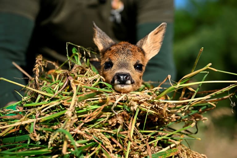 Un faon sauvé par l'association "Sauvons Bambi", près de Namur dans le centre de la Belgique, le 24 juin 2024 (JOHN THYS)