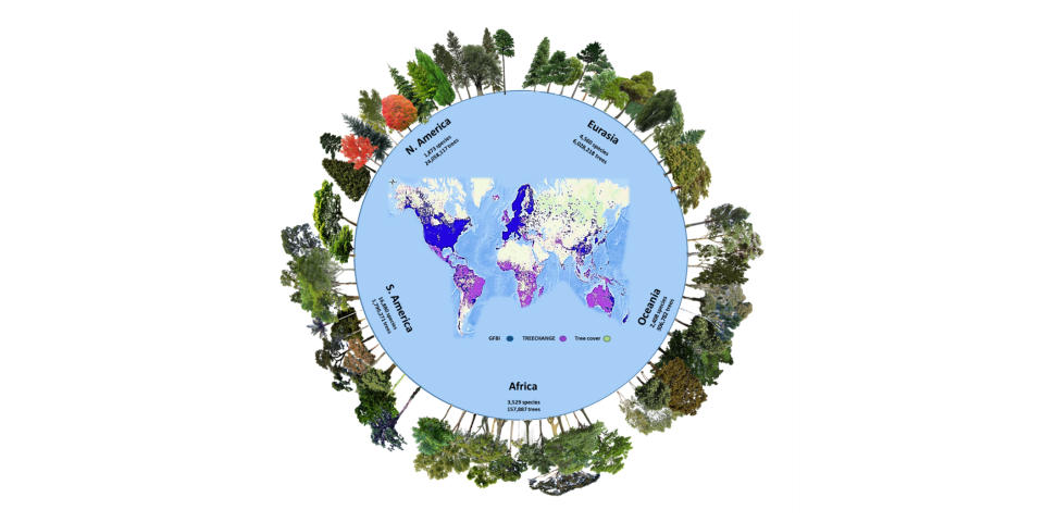 The number of tree species and individuals per continent in the Global Forest Biodiversity Initiative database, one of two databases used in the new study. Green areas represent the global tree cover. Depicted here are some of the most frequent species recorded in each continent. (Cazzolla Gatti et al. in PNAS, 2022)