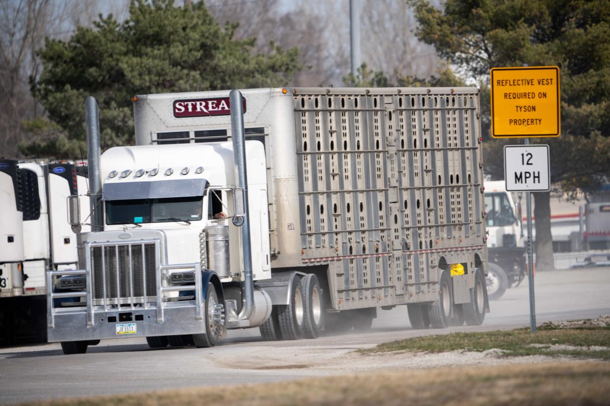 Trucks hauling livestock arrive at the Perry Tyson pork packing plant Tuesday, March 12, 2024, in Perry, IA. Tyson announced the Perry plant's closure on Monday, March 11, 2024.