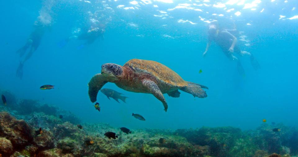 Four Seasons Resort Nevis has partnered with the Sea Turtle Conservancy to educate guests about conservation.