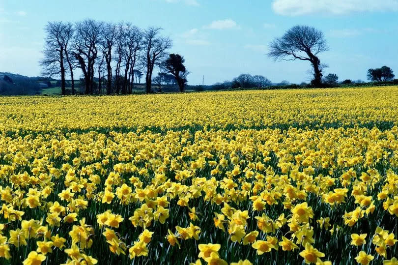 Daffodils at Canon's Town by Paul Manuell from Camborne