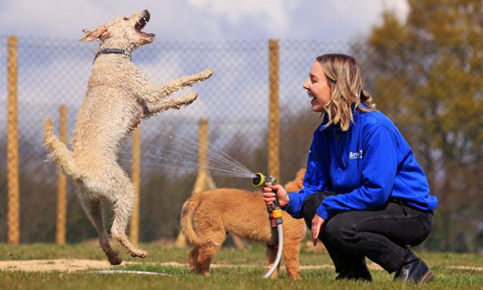 Georgina Snow of Bruce’s Doggy Day Care cools off Max the poodle and Roxie the Nova Scotia.