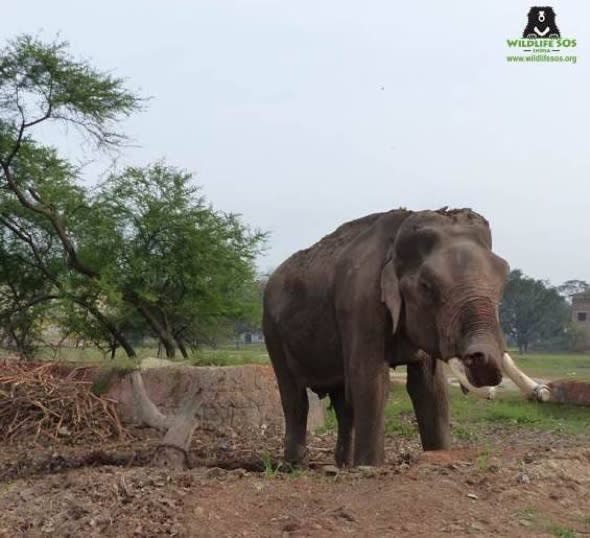 Angry crowd stops rescue team from saving abused performing elephant