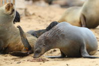 <p>A Cape fur seal snifts the remains of a deal seal on the sands of the Cape Cross Seal Reserve in Namibia. (Photo: Gordon Donovan/Yahoo News) </p>