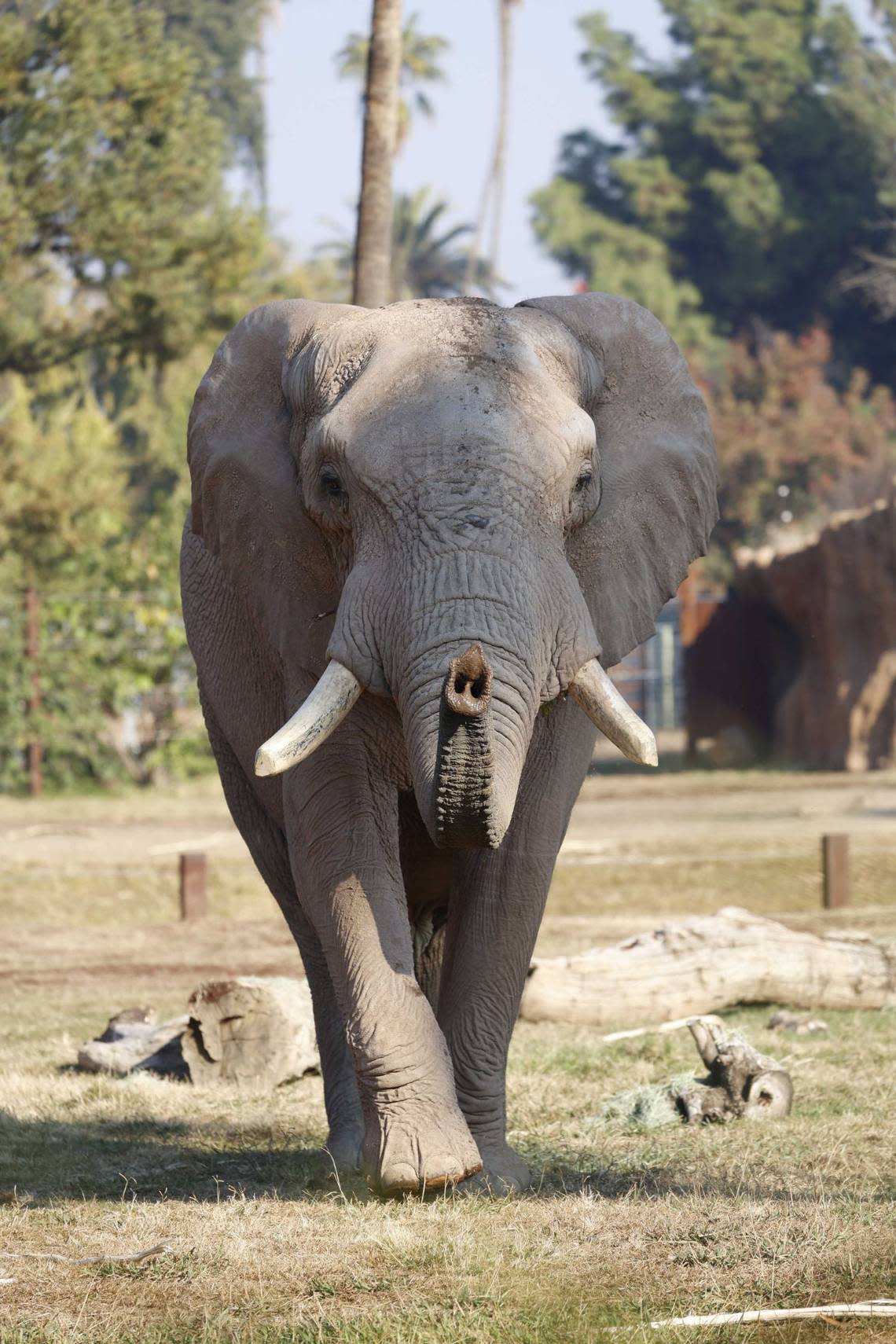 Mabu is the newest member of the African elephant herd at Fresno Chaffee Zoo.