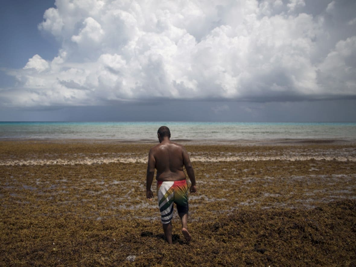 A man walks through sargassum algae at Gaviota Azul beach in Cancun, July 17, 2015. Ninety tons of sargassum, which releases a pungent smell as it decomposes, was cleared by authorities. In the last decade, more beachside towns have had to deal with an increase in the pesky algae. (Victor Ruiz Garcia/Reuters - image credit)