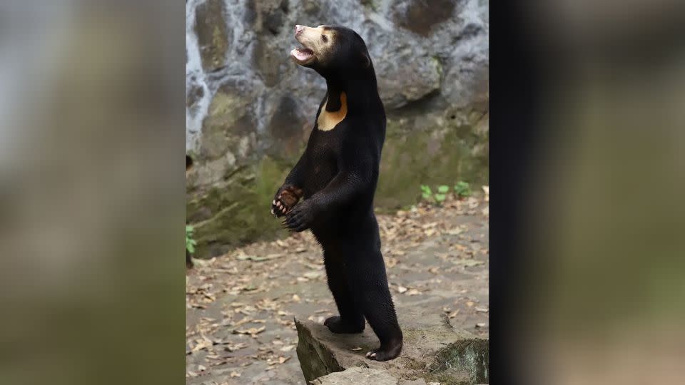 A standing sun bear - Courtesy Hangzhou zoo