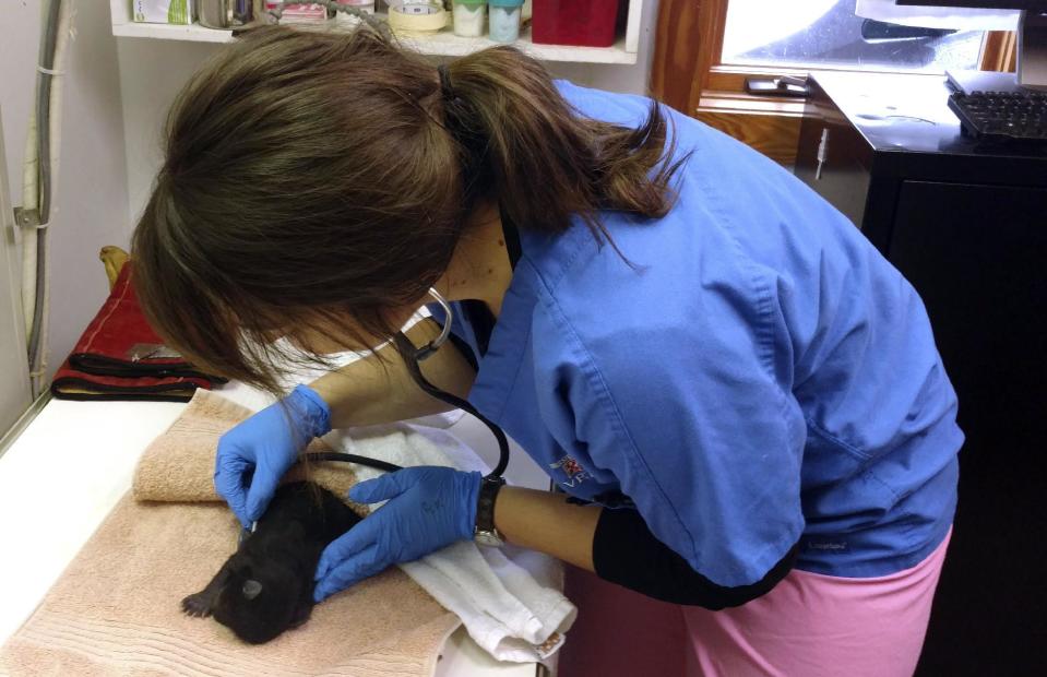 In this image taken Monday Jan. 23, 2017, and provided by The Wildlife Center of Virginia, a bear cub that was rescued by two hunters in Lunenburg County, Va., is examined by veterinary intern Dr. Peach Van Wick at the center in Waynesboro, Va. Two cubs were left alone in a den where one died and the other was brought to the center when the mother did not return. (The Wildlife Center of Virginia via AP)