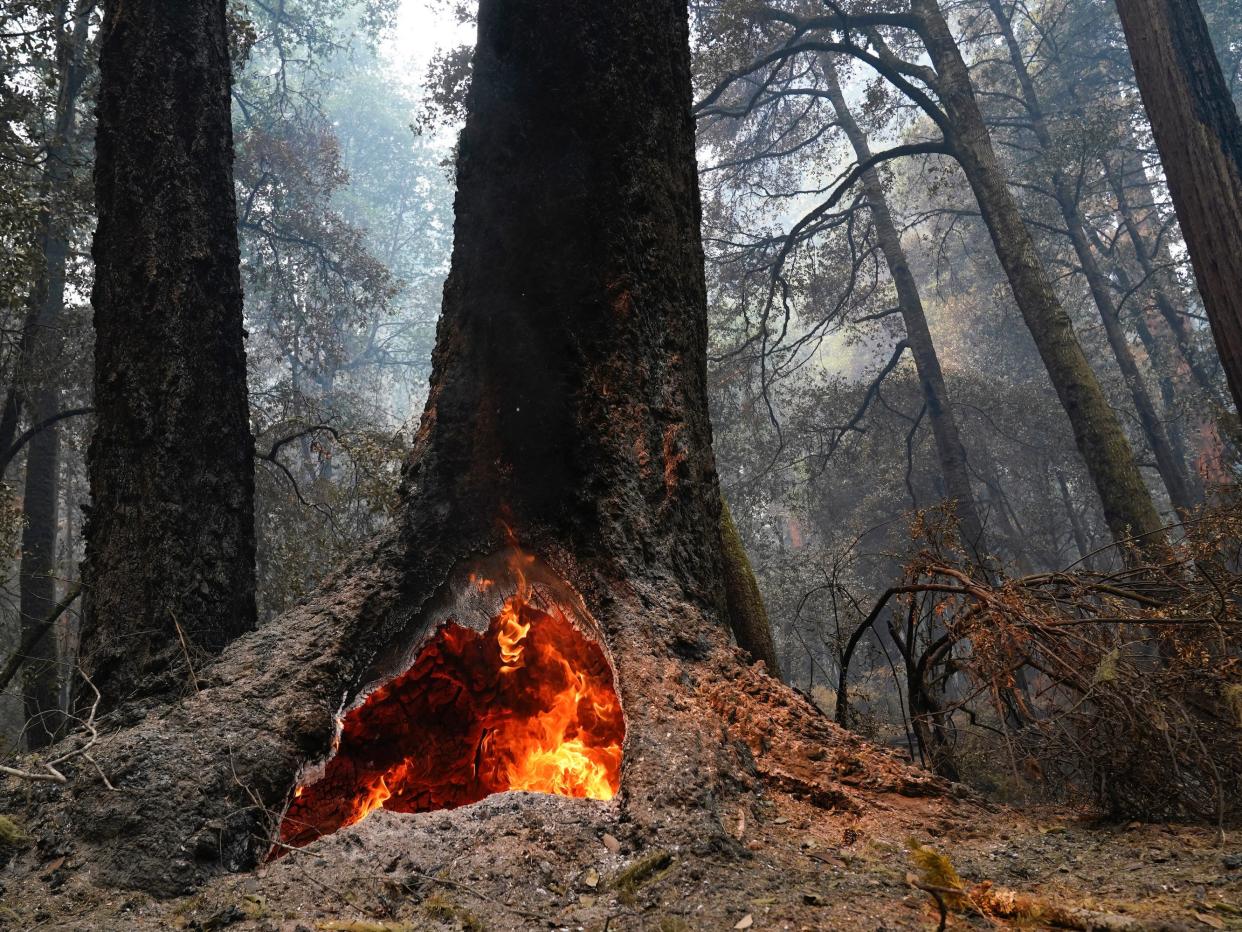 california wildfires big basin redwoods