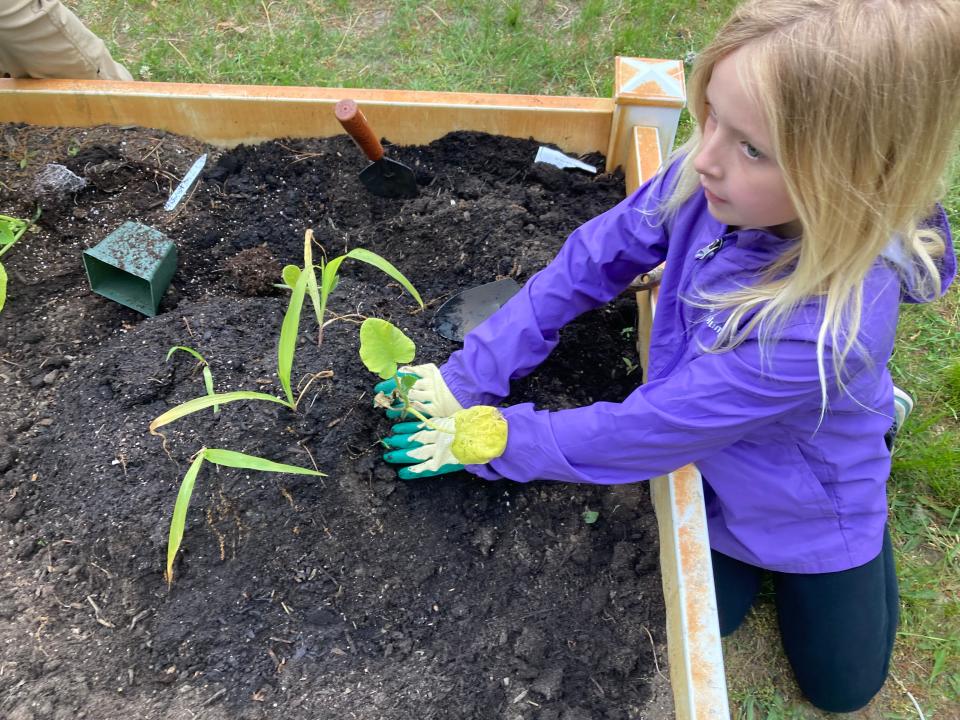 Third grader Ava Boyington plants squash in the garden at Indian Brook Elemetary School.