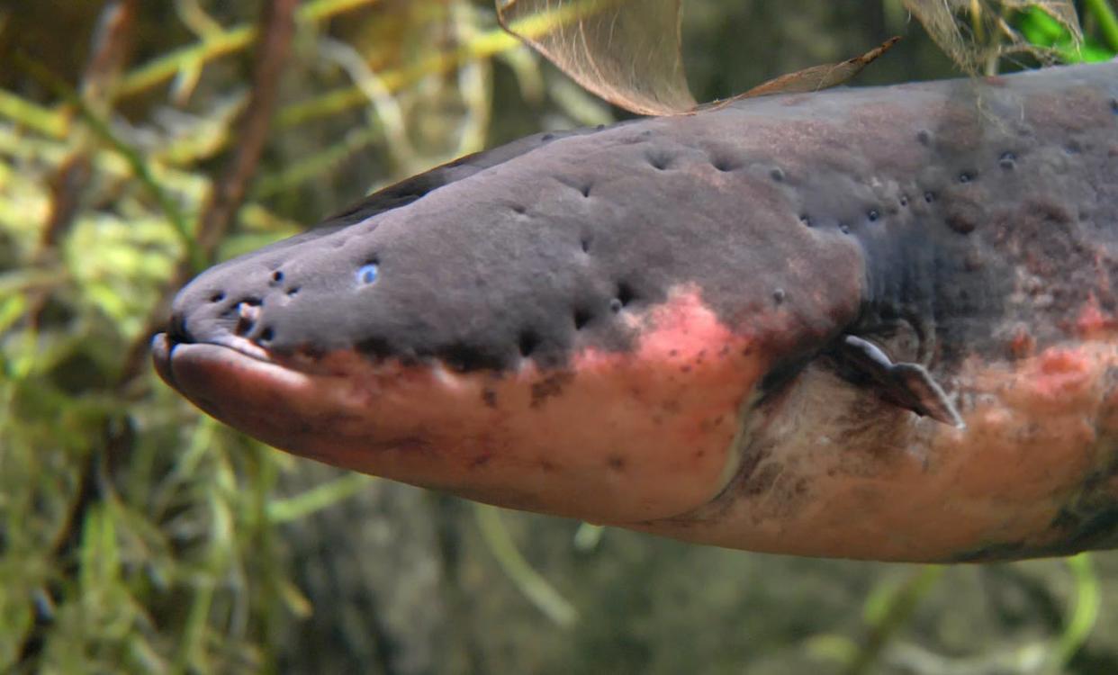 Prepare to be stunned by a technology that nature perfected. <a href="https://www.gettyimages.com/detail/photo/electric-eel-close-up-electrophorus-electricus-royalty-free-image/1298603276" rel="nofollow noopener" target="_blank" data-ylk="slk:maradek/iStock via Getty Images;elm:context_link;itc:0;sec:content-canvas" class="link ">maradek/iStock via Getty Images</a>