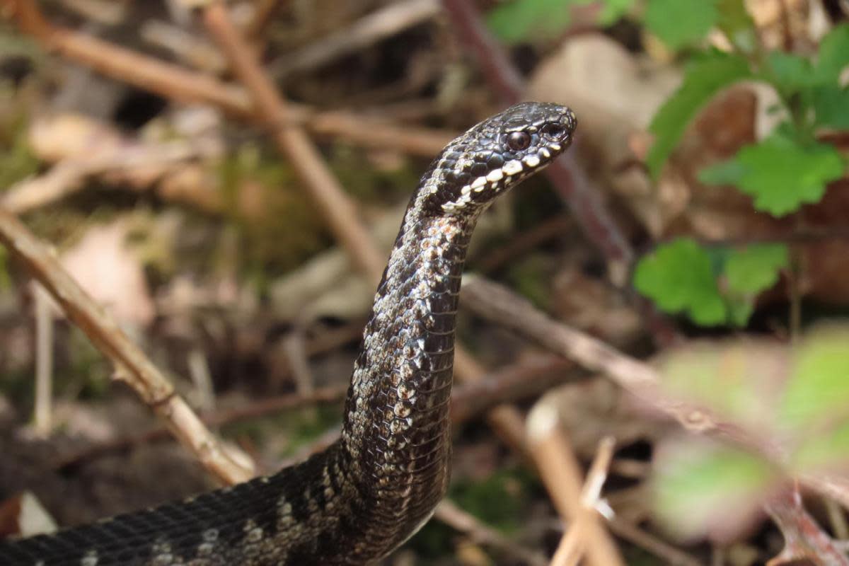 An adder in the heathland at Pulborough Brooks <i>(Image: Jo Parsons/The Argus Camera Club)</i>