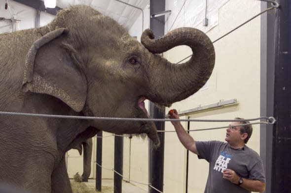 Elephant sanctuary founder James Laurita dies after one of his animals treads on him James Laurita