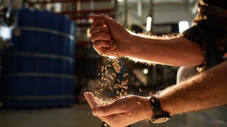 Hands sifting barley for beer