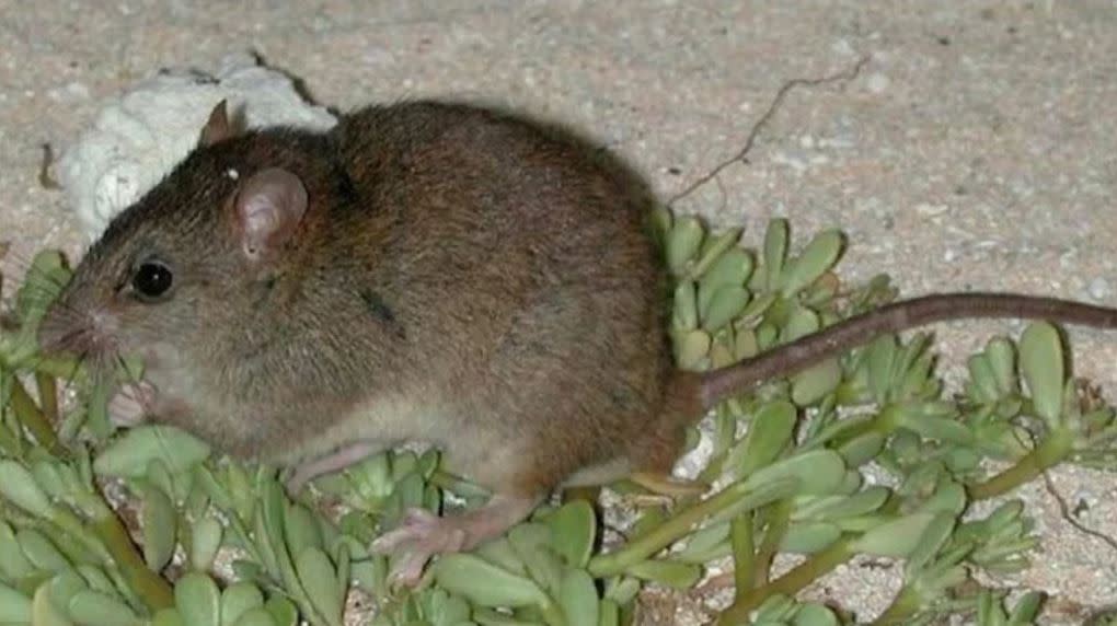 The Bramble Cay which was formally declared extinct as a result of human-induced climate change in Australia this week. (Queensland Government)