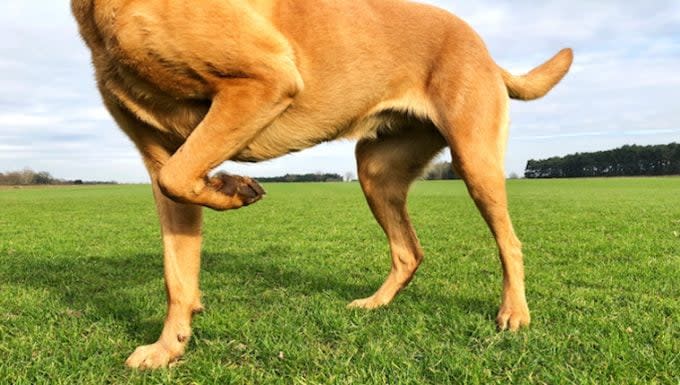 Kneecap Dislocation in Dogs: Symptoms, Causes, & Treatments