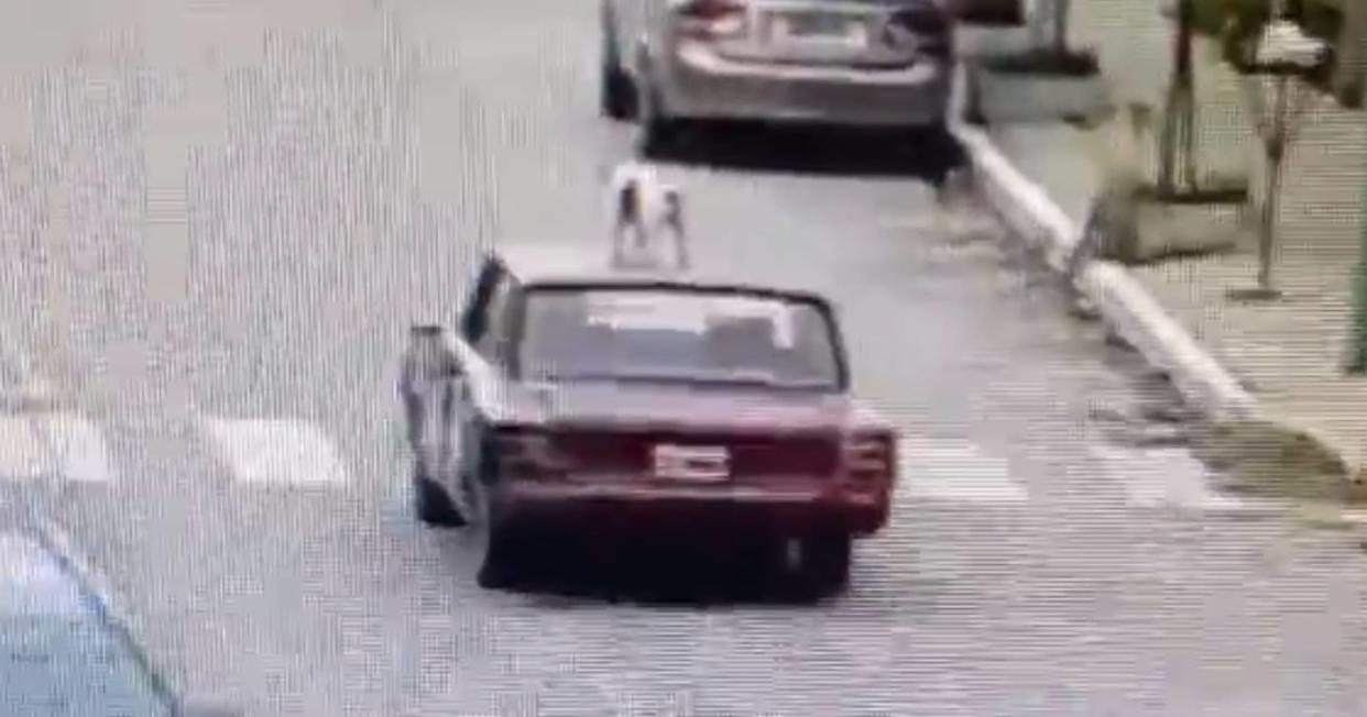 Paco, el perro que viaja sobre el toldo del auto de su dueño y que generó un escándalo. Foto: Captura de video X vía @editor_platense