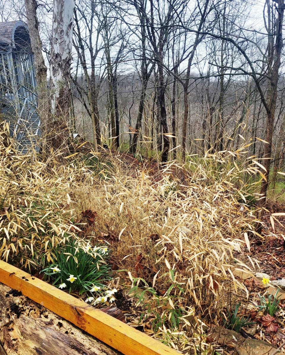 Higher up on the hillside, wintry-tainted bamboo stabilizes a contained bed overlooking the precipice.