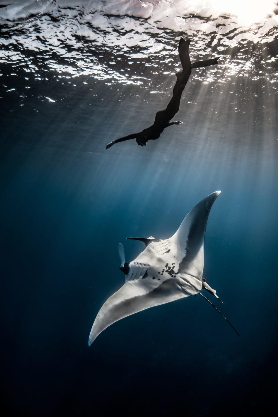swimming with manta ray