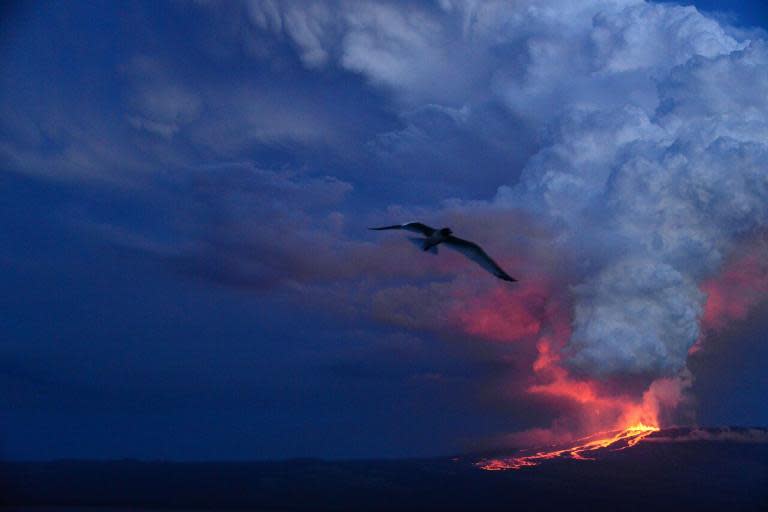 A handout picture released by the Galapagos National Park shows the eruption of Wolf Volcano on Isabela Island in the Galapagos on May 25, 2015