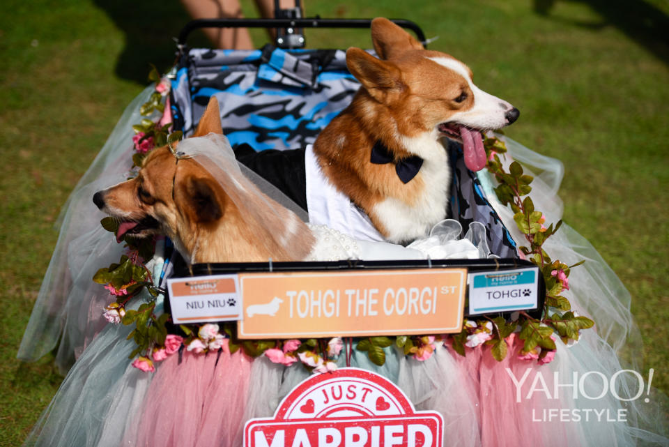 Corgi Gathering at Tanjong Beach