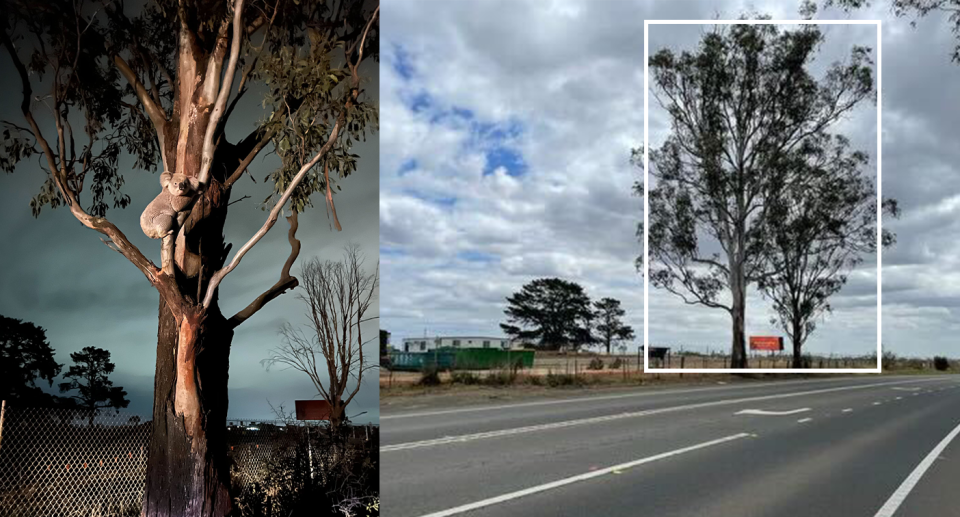 Left - a koala up a tree at night. Right - the tree highlighted, showing that there are no nearby trees.