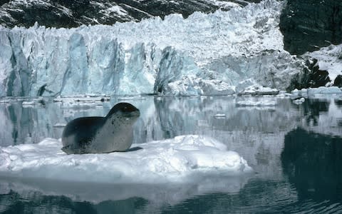 A large leopard seal in Antarctica - Credit: pa