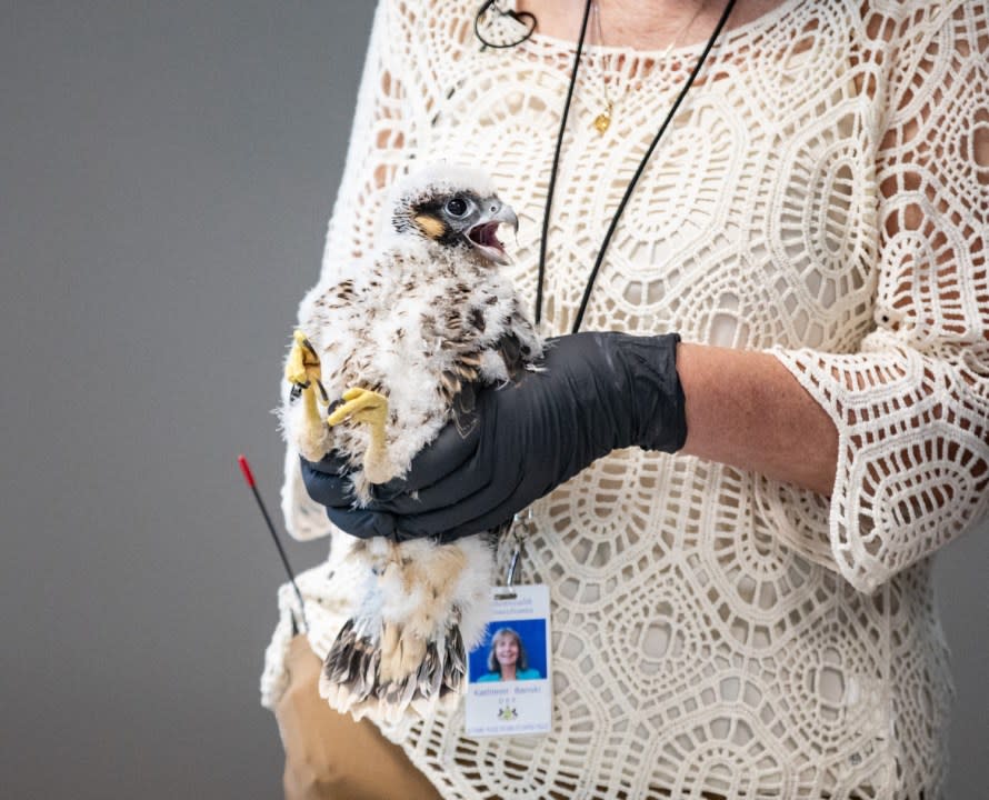 Patti Barber, Endangered Bird Specialist with PGC, leads the team in bringing the peregrine falcon nestlings in from the 15th floor ledge of the Rachel Carson State Office Building. Barber weighs them, inspects their health, and puts light metal bands around their legs for identification. This year there are five nestlings that will be banded. Since 2002, a total of 87 eggs have hatched, making the Rachel Carson State Office Building nest site the longest, continuously successful nest site in the Commonwealth.