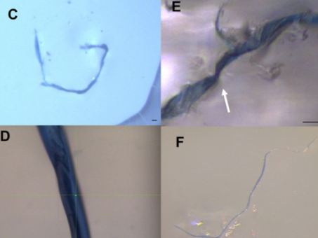 Images of an indigo denim fiber identified as cotton found in (C) Arctic sediments, (D) Great Lakes fish, and (E) wastewater treatment plant effluent and (F) a denim fiber released from blue jeans collected from wash water effluent (American Chemical Society/Diamond et al)