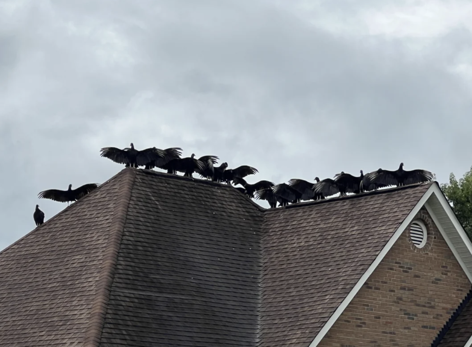 A flock of vultures perched on the roof of a house with a grey, cloudy sky in the background