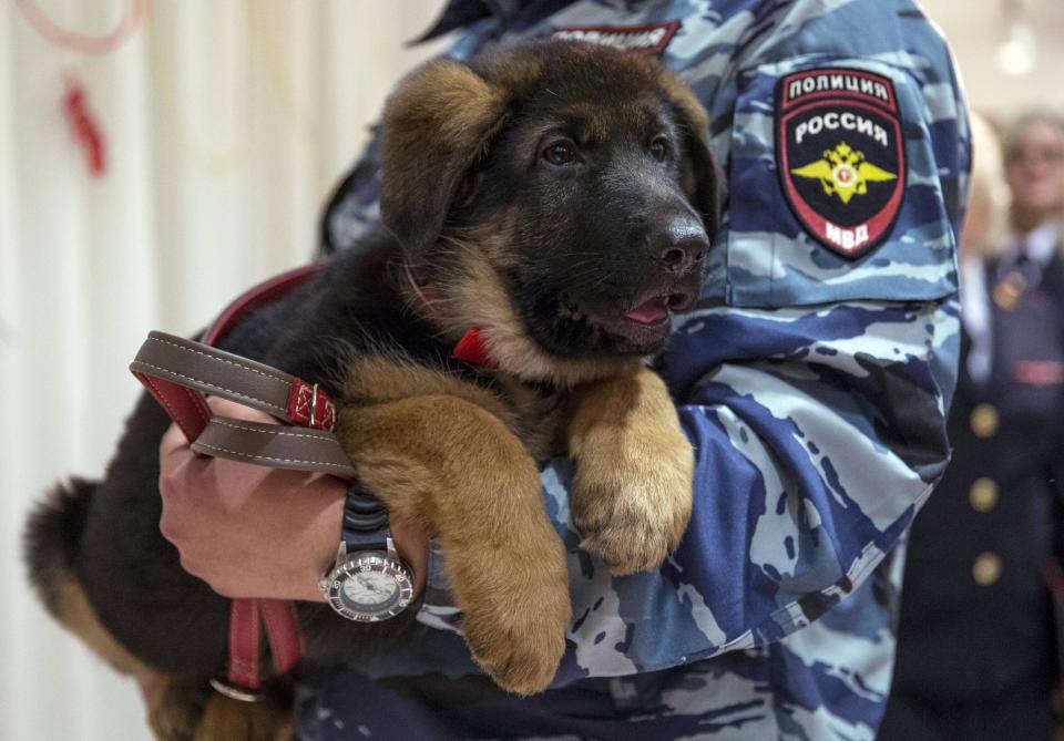 A Russian police officer holds a puppy, named Dobrynya, before presenting it to French police in the French Embassy in Moscow, Russia, Monday, Dec. 7, 2015. Russian police puppy Dobrynya will take place of a French service dog Diesel which died in a special operation held in Paris on November 18. (AP Photo/Pavel Golovkin)