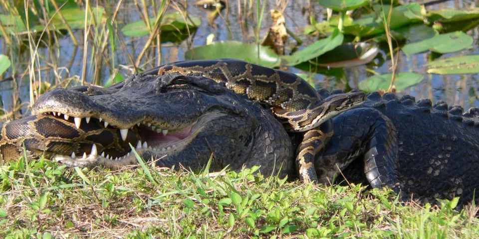 Python and alligator